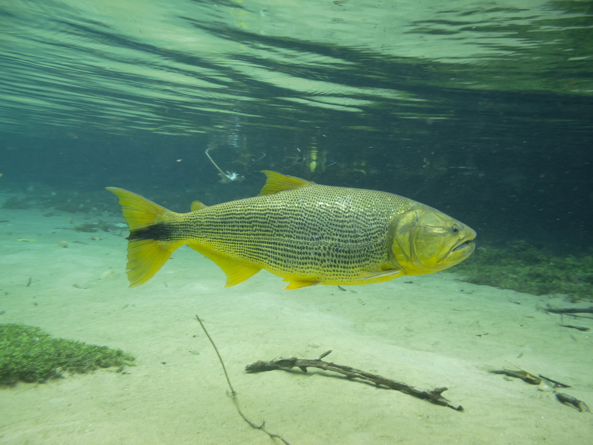 Peixe dourado num rio de água doce