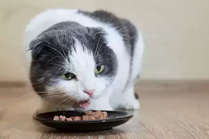 Gato comendo