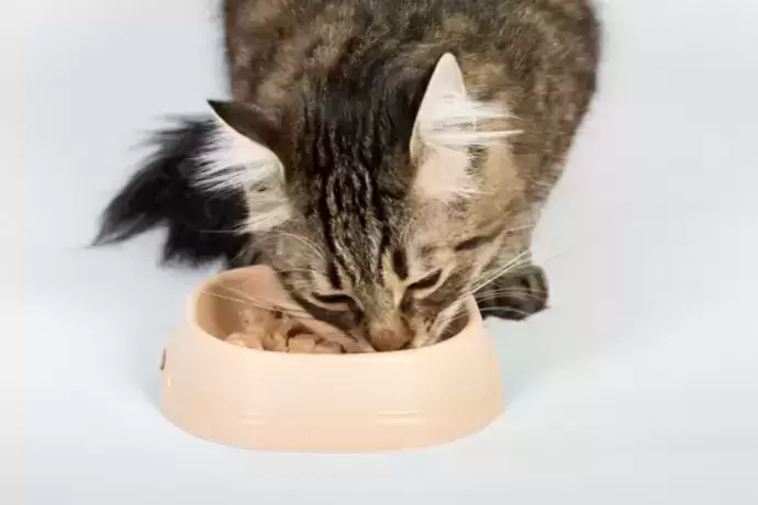 Gato comendo