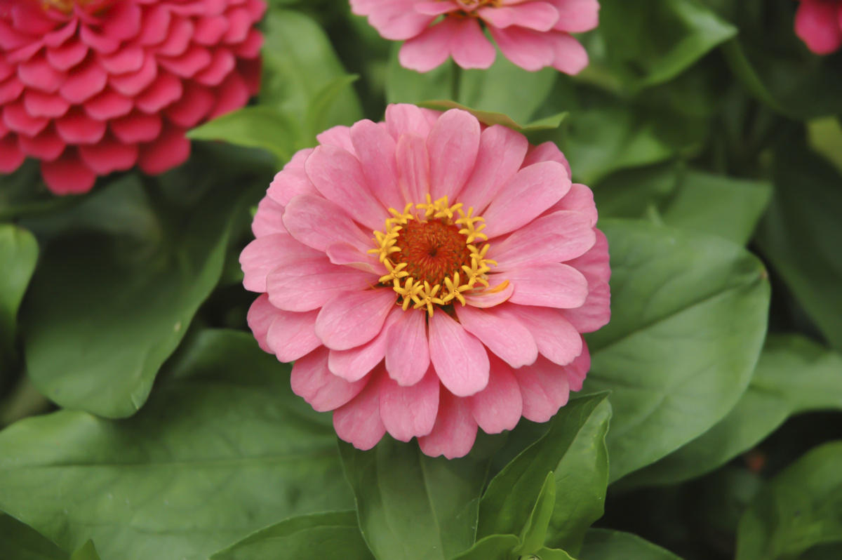 Flores de verão: espécies para jardim, dicas de cuidado e muito mais!