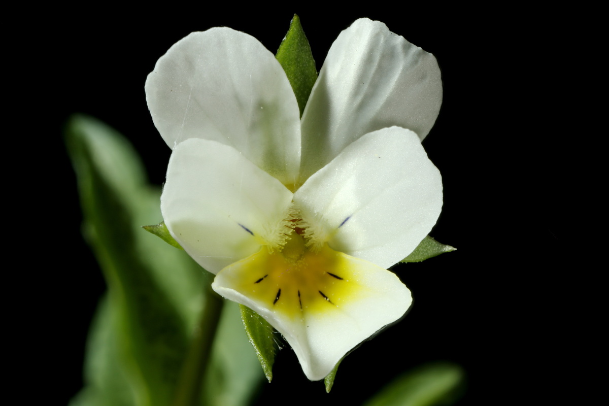 Flor da Violeta-dos-campos