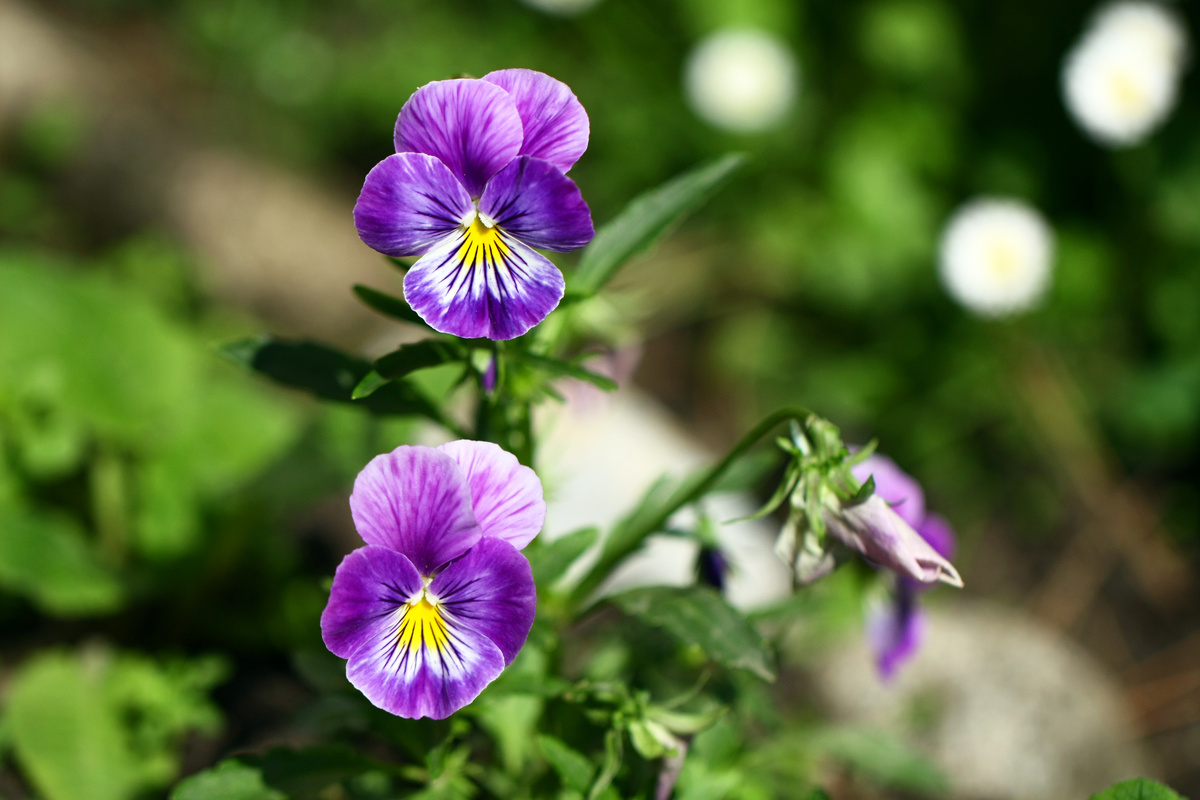 Flores de violeta 