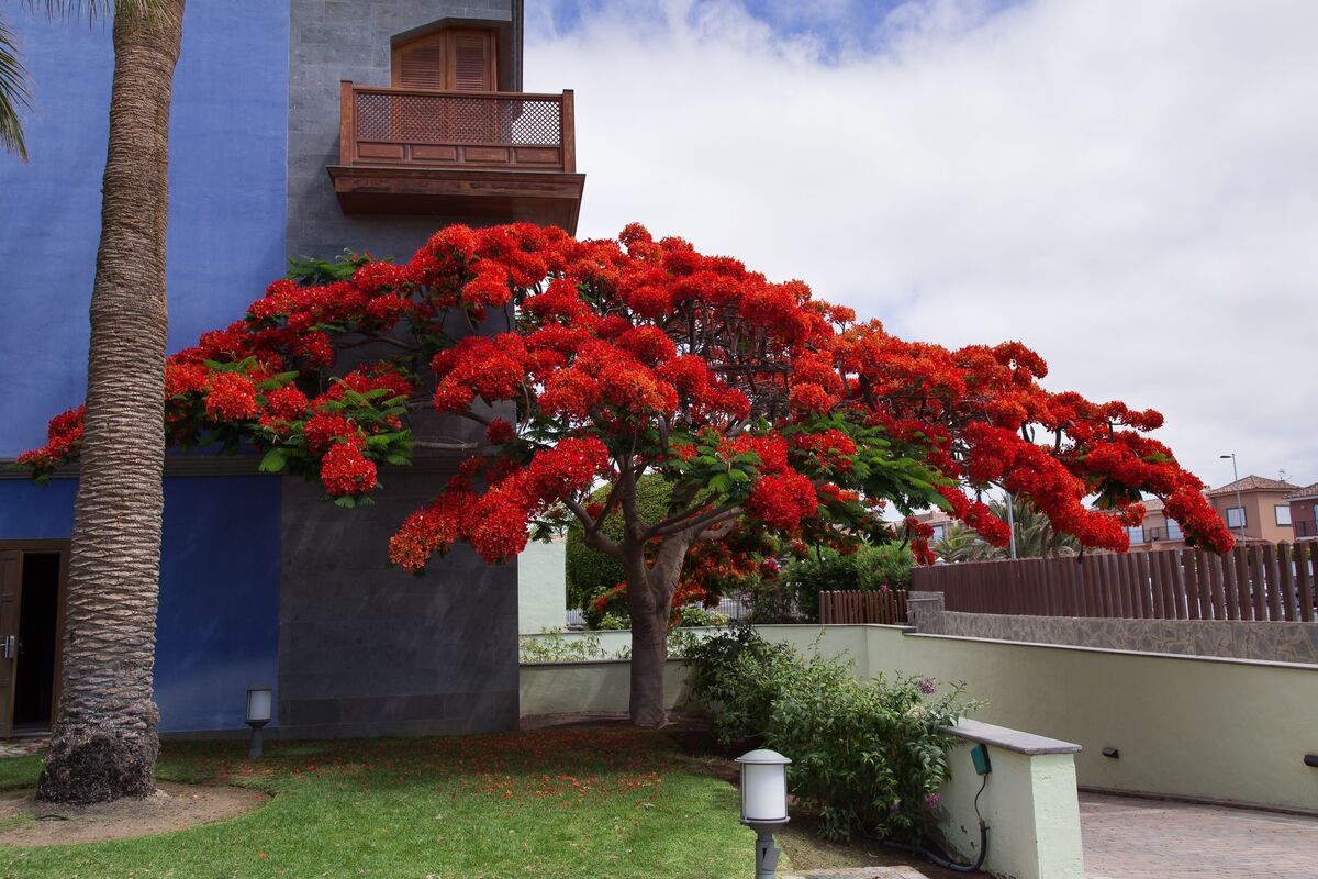 Grande árvore com muitas flores vermelhas próxima à calçada de casa