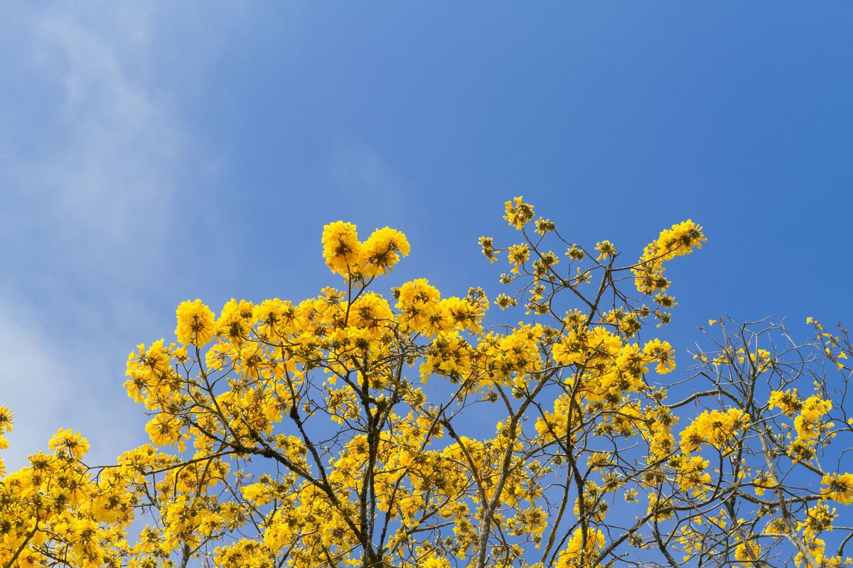 Galhos de ipê com muitas flores amarelas