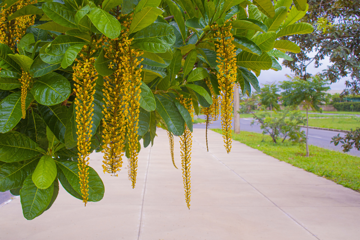 Galho com ramos pendentes de pequenas flores amarelas da árvore chuva de ouro