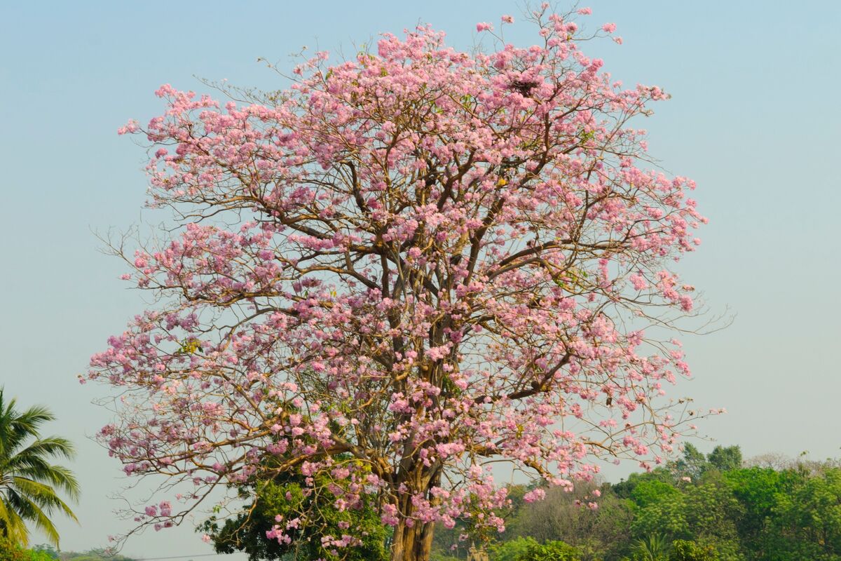 Grande árvore ipê com muitas flores rosa