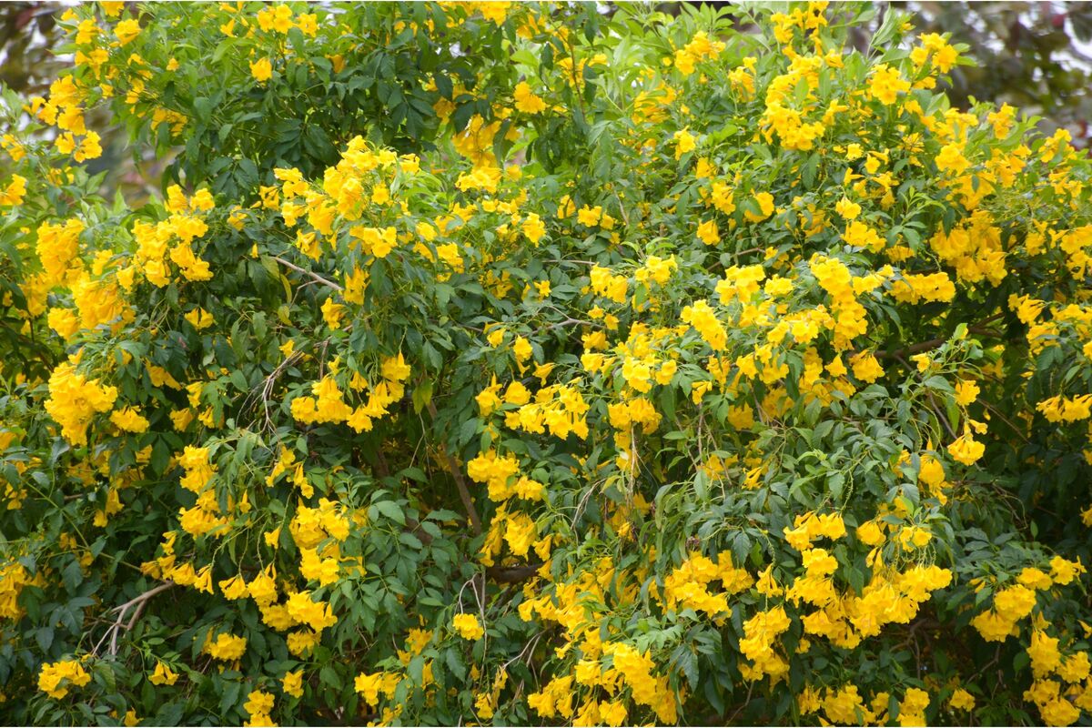Árvore ipê-mirim com flores amarelas