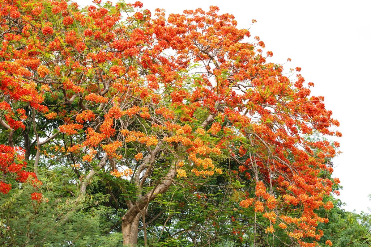 Grande árvore flanboyant com flores laranjas e vermelhas