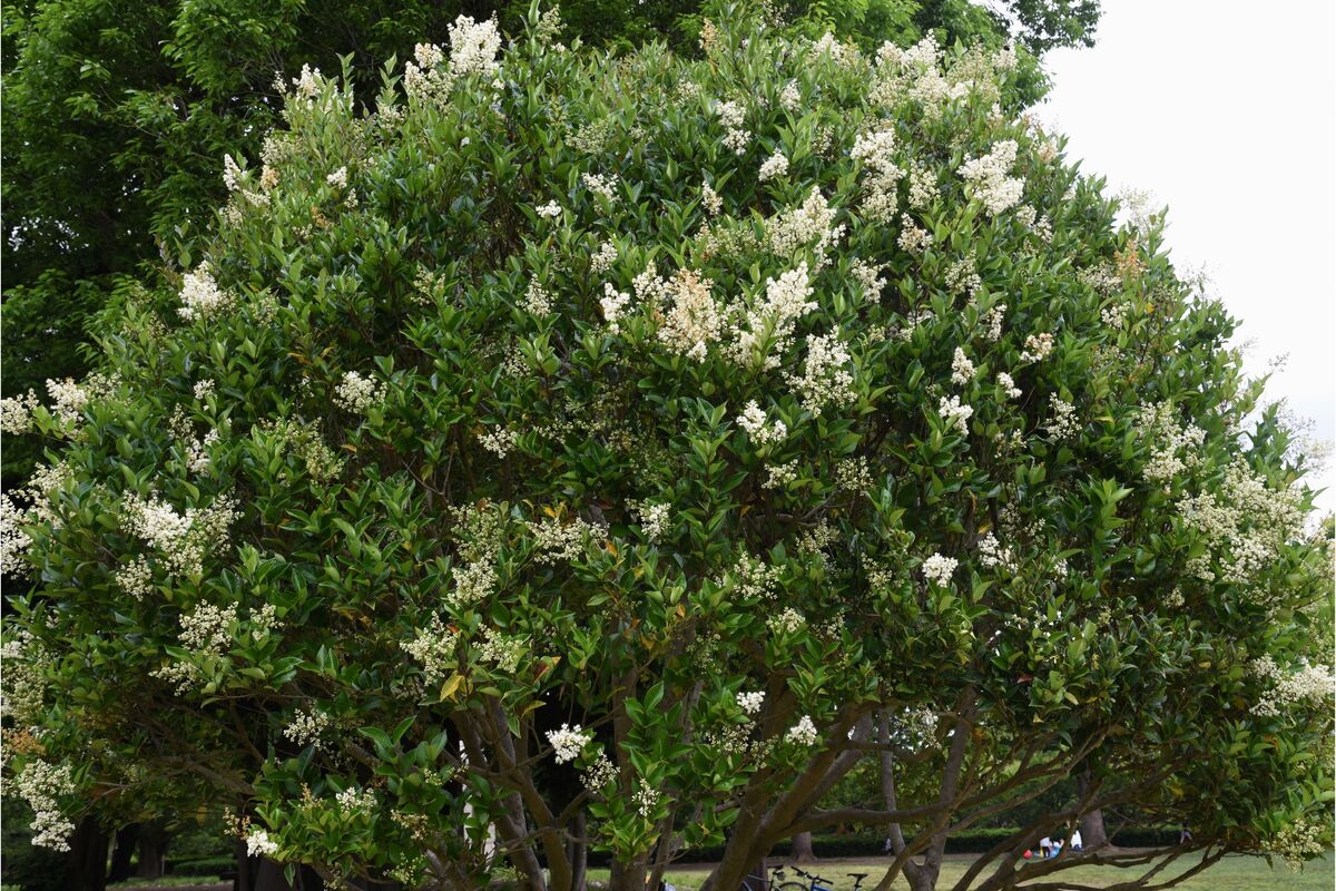 Árvore alfeneiro com ramos de pequenas flores brancas