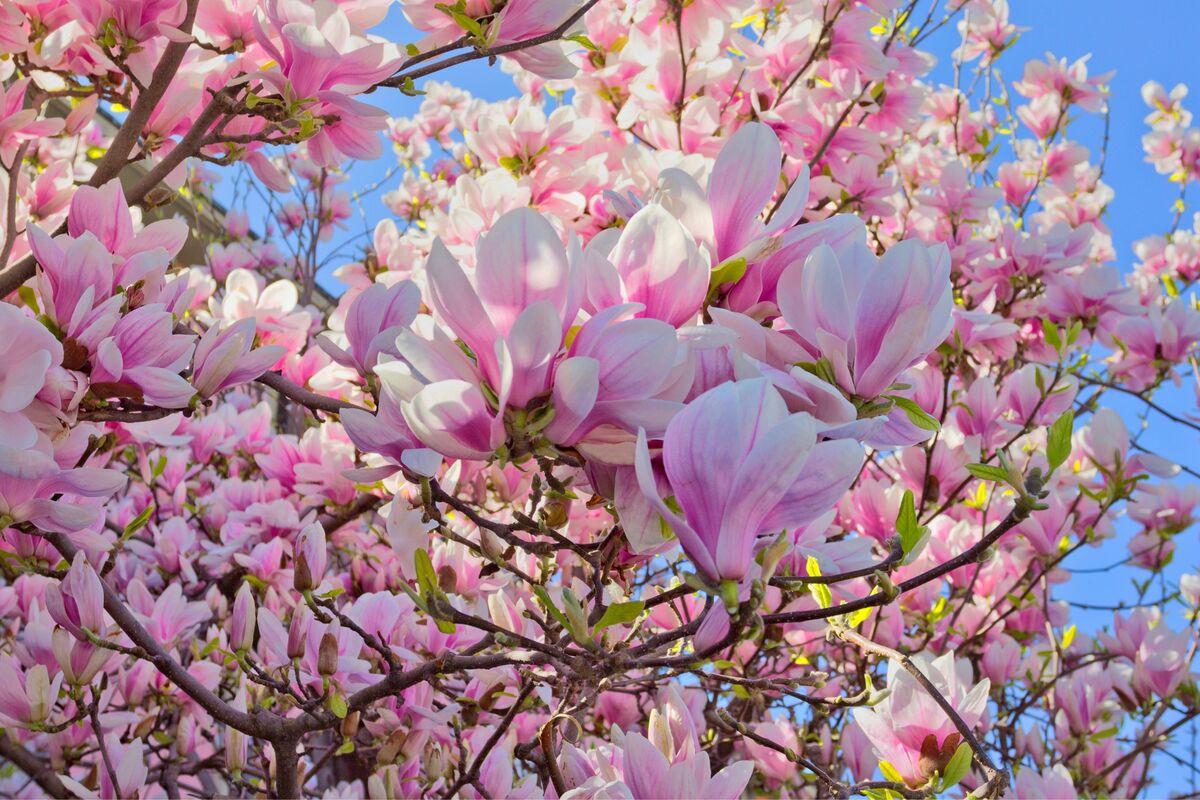 Galhos de árvore magnólia carregados de flores rosa claro