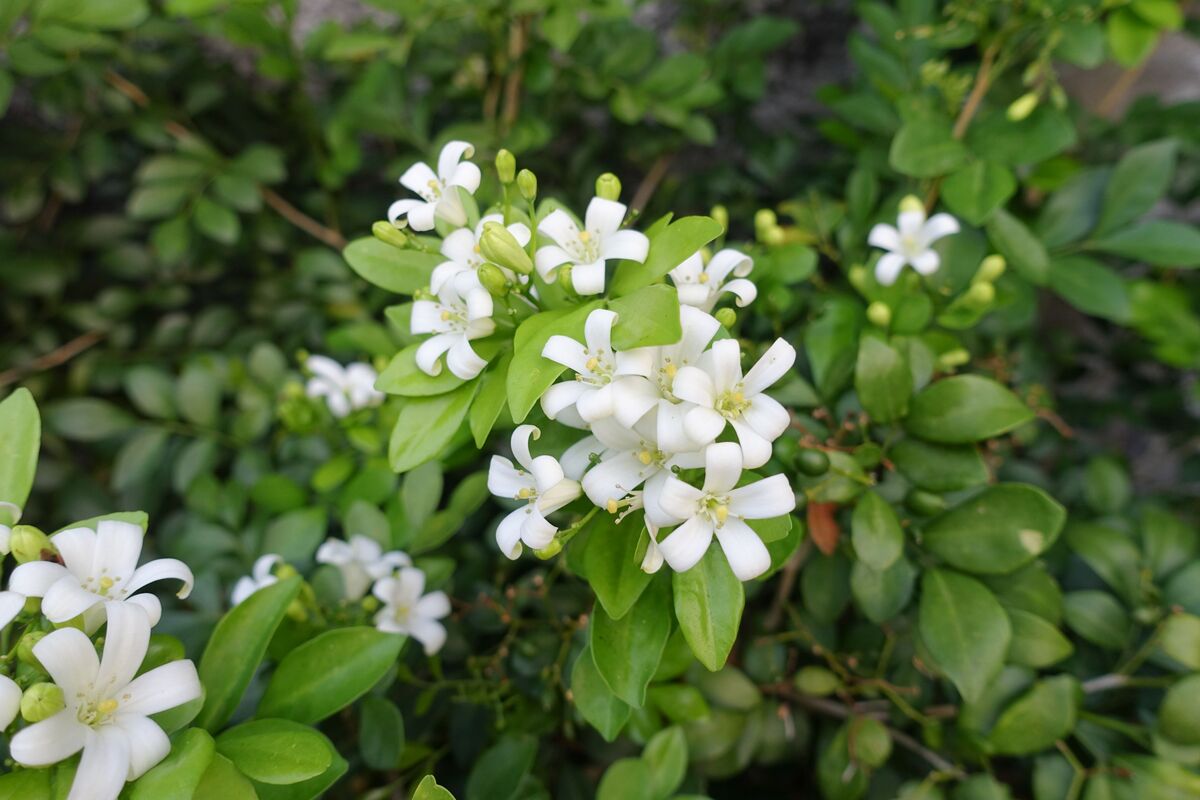 Ramos de pequenas flores brancas da murta-dos-jardins