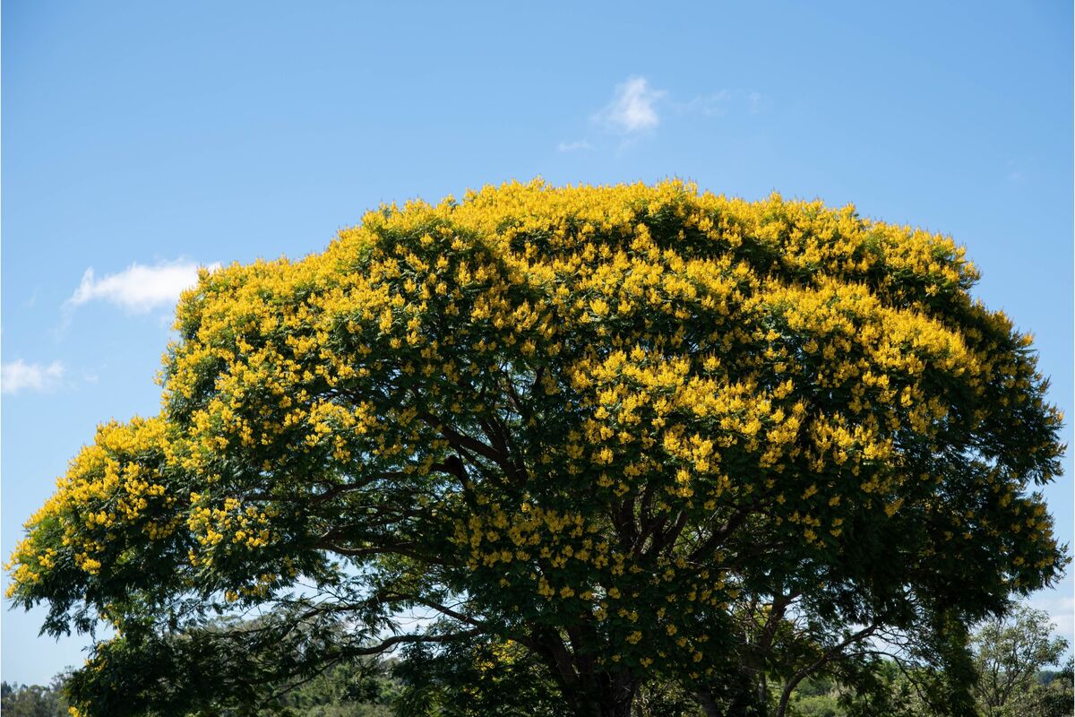 Grande árvore sibipiruna com muitas flores amarelas