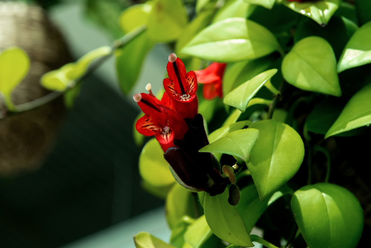 flores vermelhas de columéia