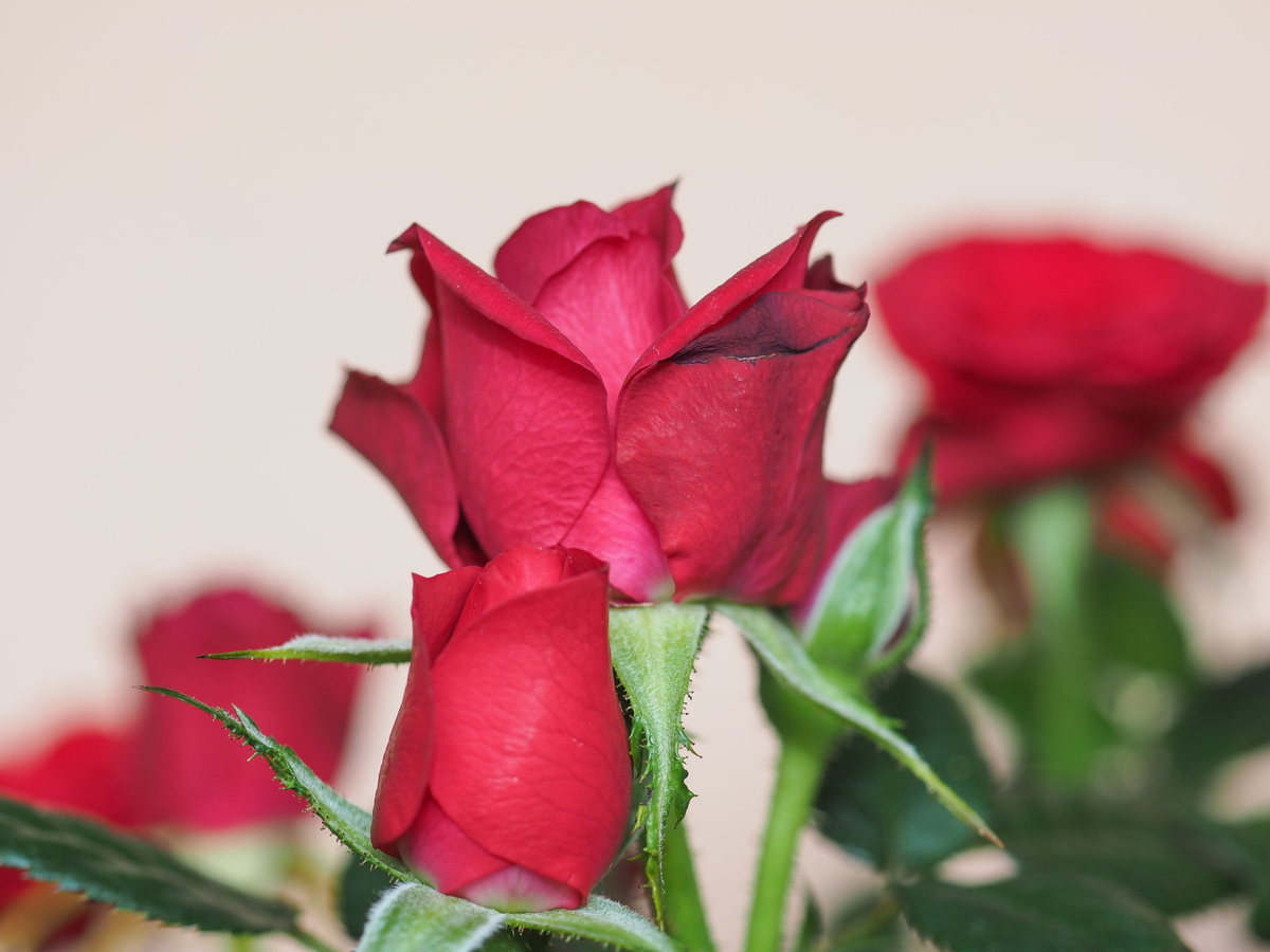 Flores vermelhas: conheça os tipos, significados e muito mais!
