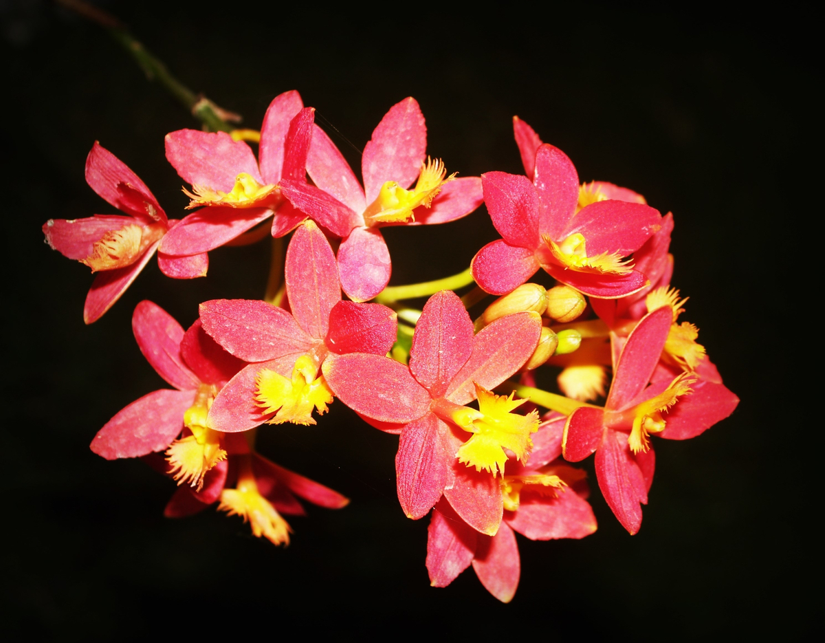 Orquídea vermelha