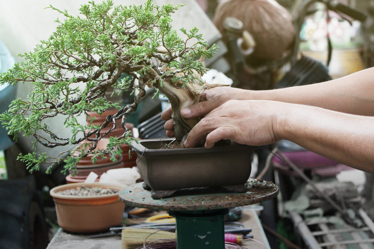Plantando bonsai 