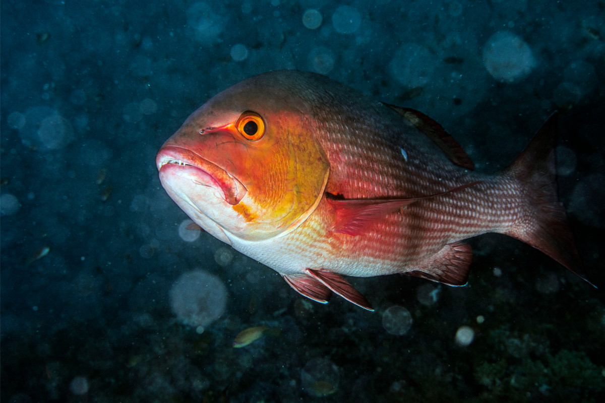 Peixe Pargo de coloração avermelhado nadando no mar.
