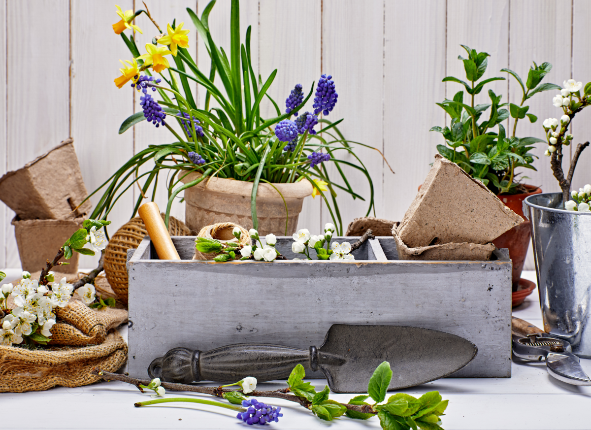Vasos, mudas e instrumentos de jardinagem