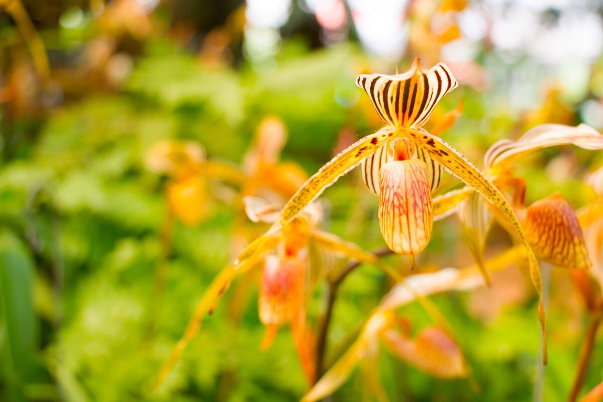 orquídea sapatinho laranja