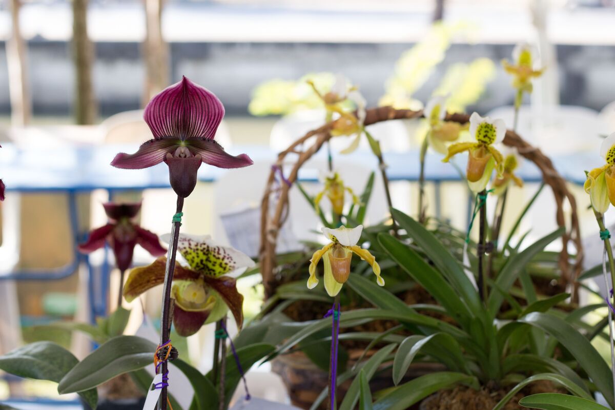 Orquídea Sapatinho: saiba como cuidar, seus tipos e muito mais