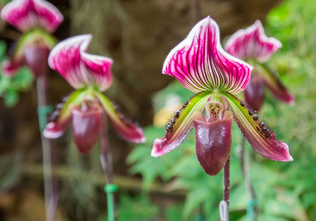 orquidea sapatinho rosa