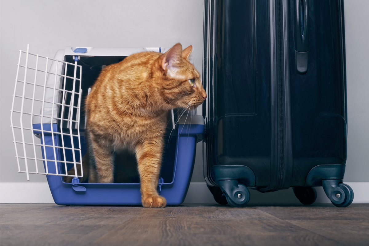 Gato em uma caixa de transporte pet ao lado de uma mala de viagem.