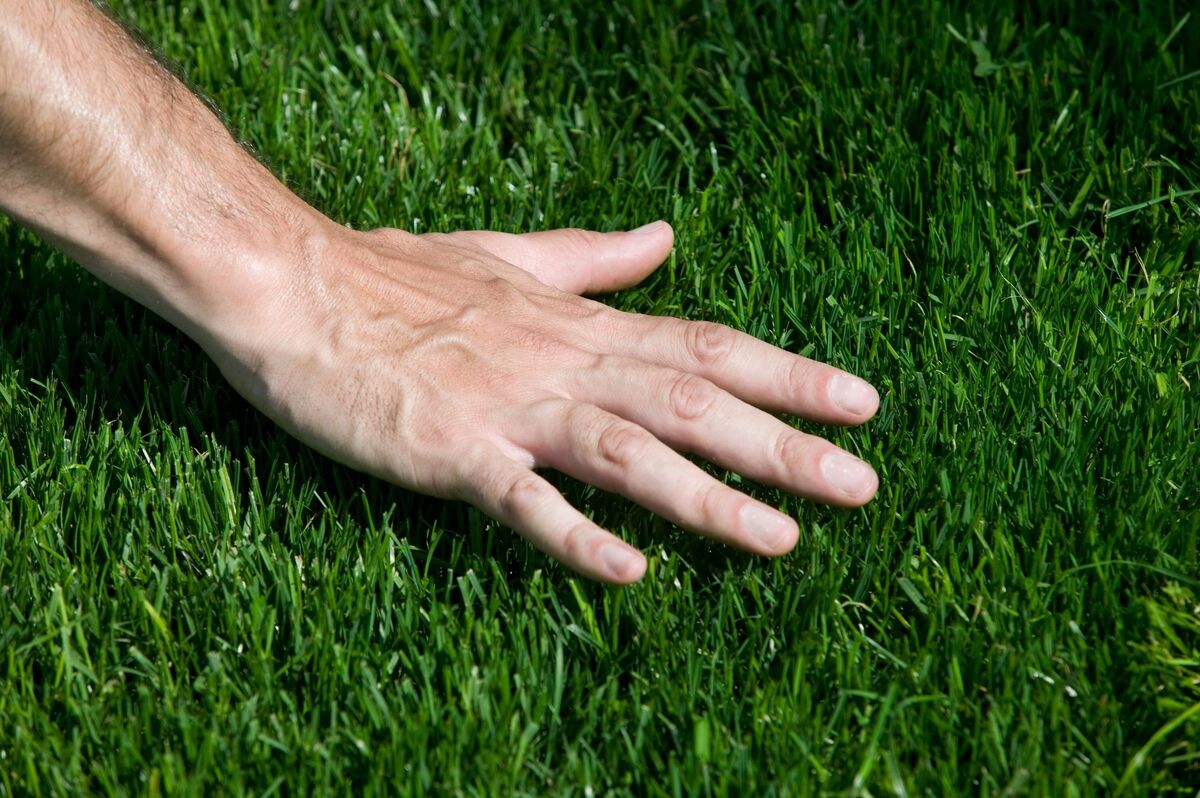 uma mão cuidando da grama