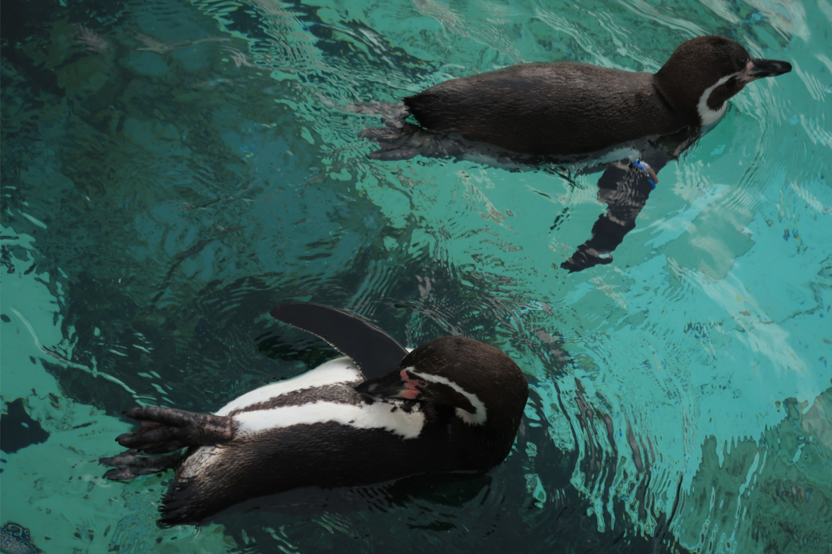 Dois pinguins nadando 