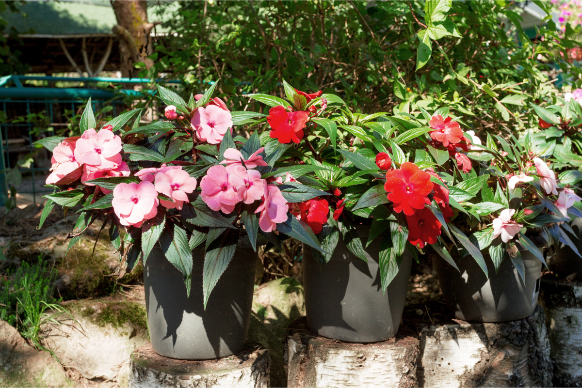 Vasos com Impatiens hawkeri