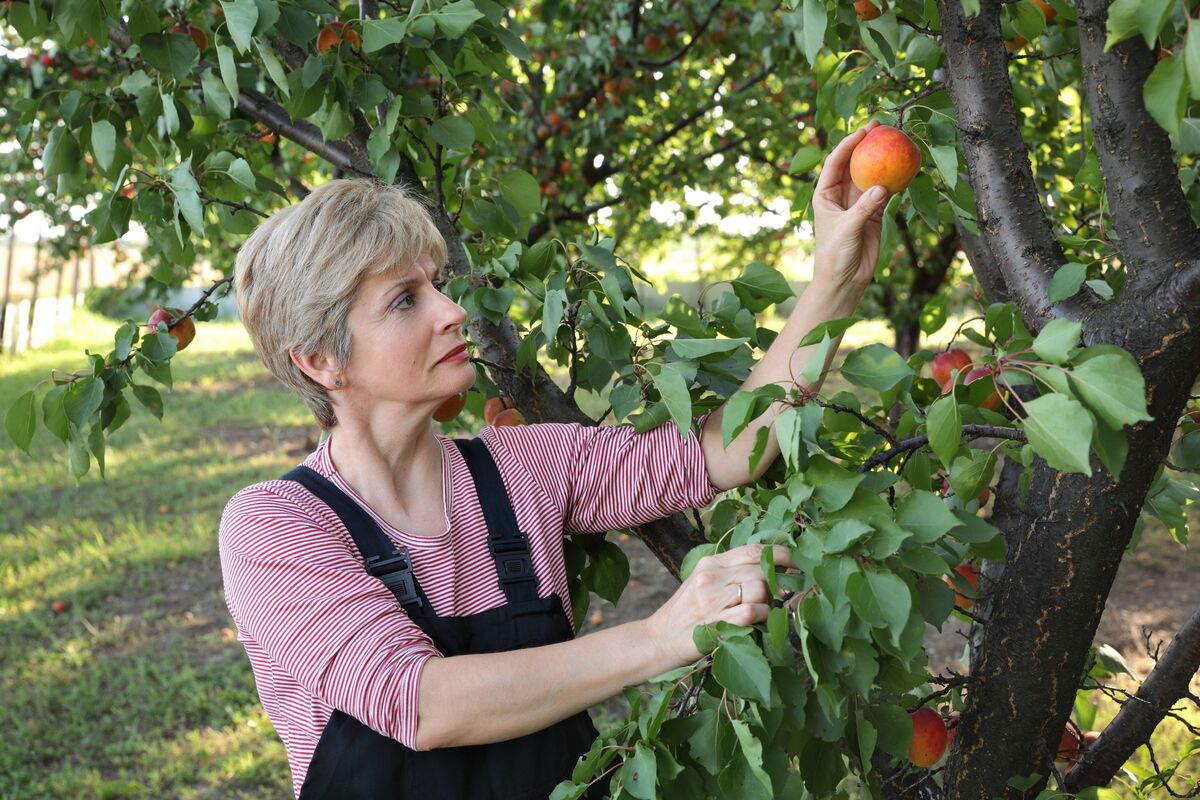 mulher colhendo maçã do pomar