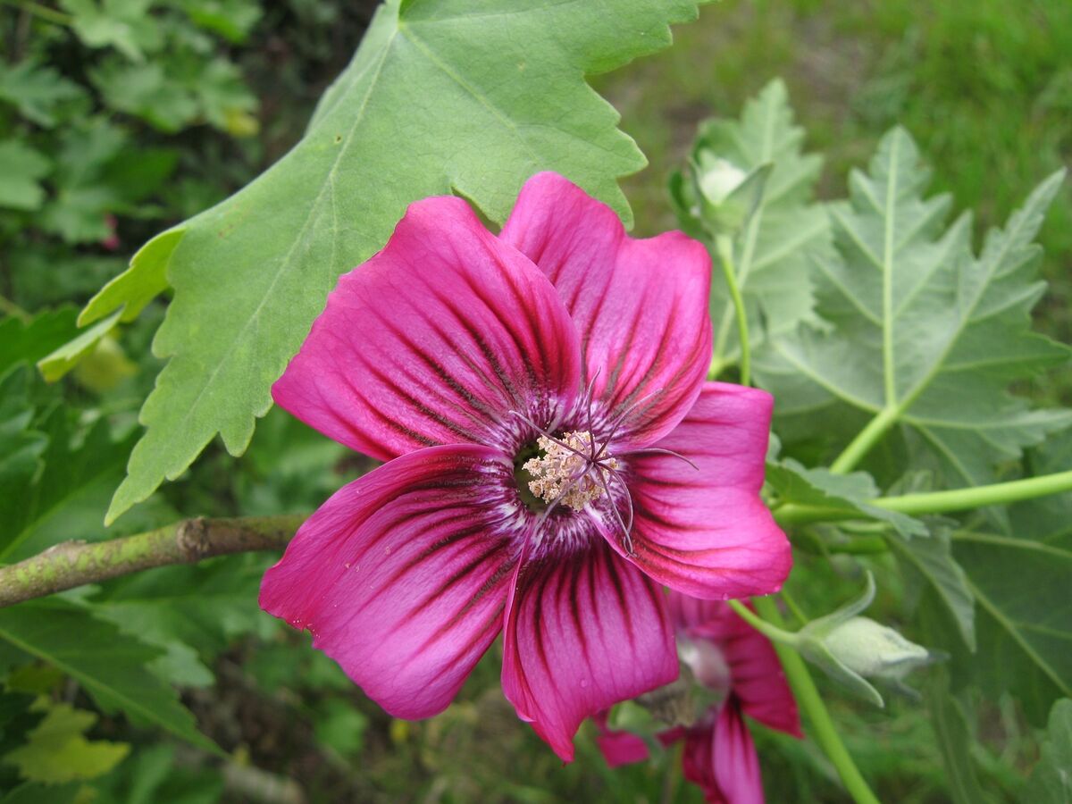 Malva rosa: como plantar esta planta medicinal e muito mais!
