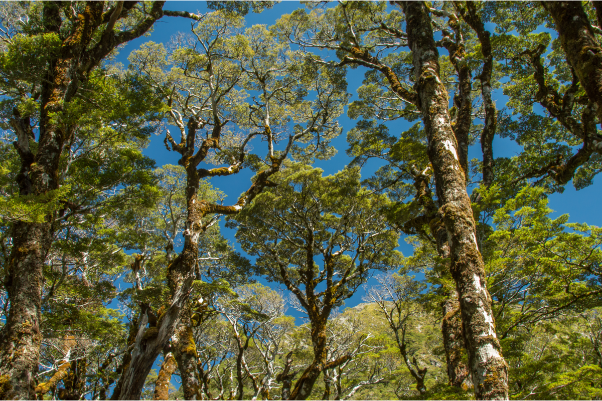 Floresta exuberante de Podocarpo na Nova Zelândia.