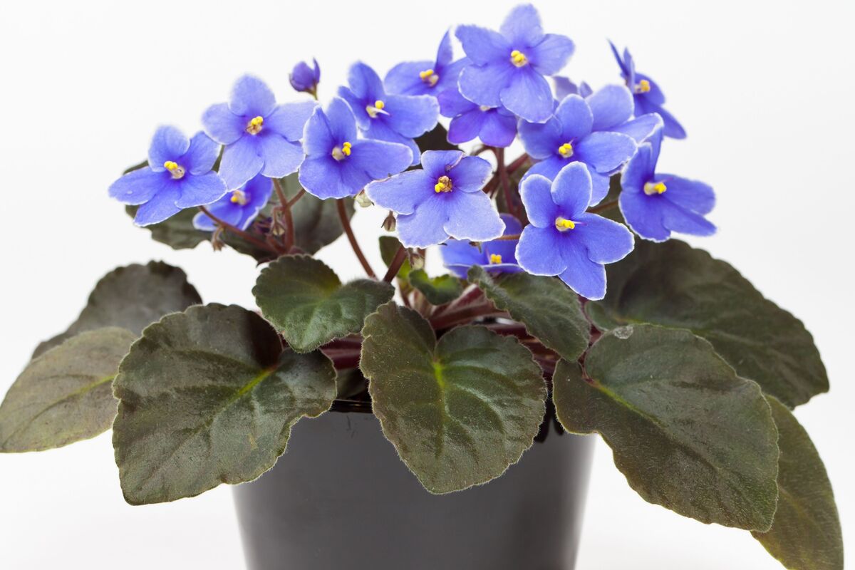 Planta violeta em vaso