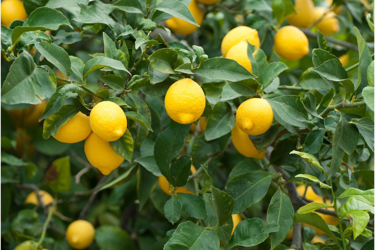 Planta meyer lemon tree com muitos limões amarelos em vaso