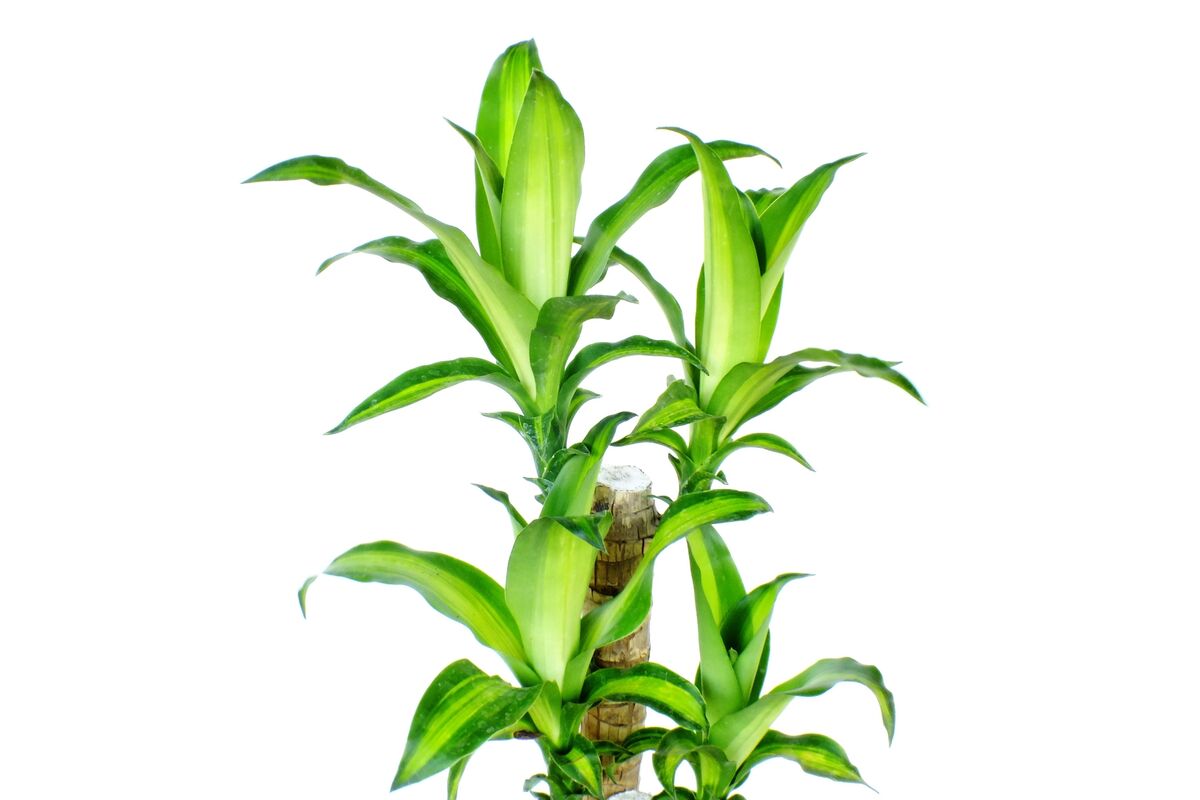 Folhas de corn plant