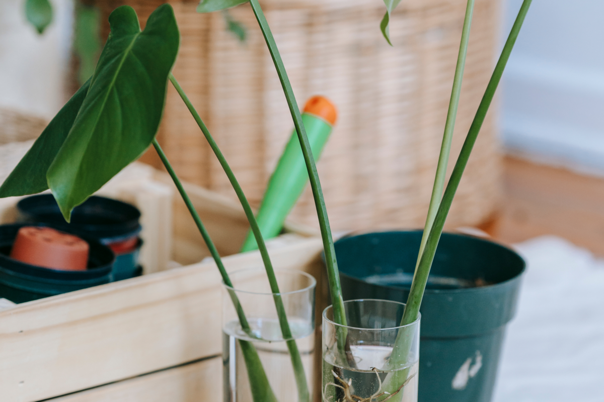 Planta com caules em copos com água em casa