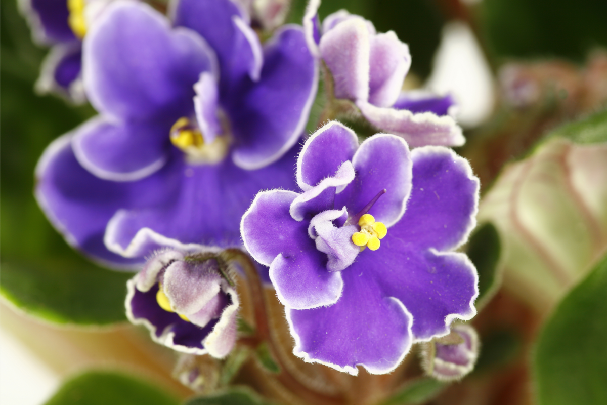 Saintpaulia de pétalas violetas