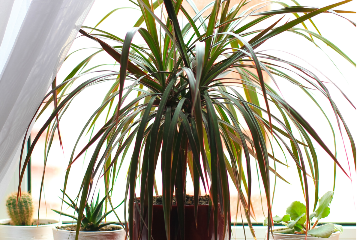 Dracenas em um vaso e algumas outras plantas ao lado