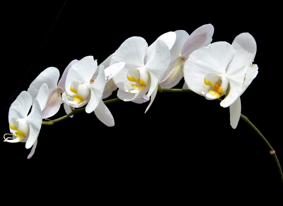 Galho de Phalaenopsis amabilis