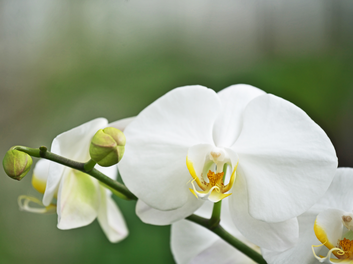 flores de Phalaenopsis aphrodite