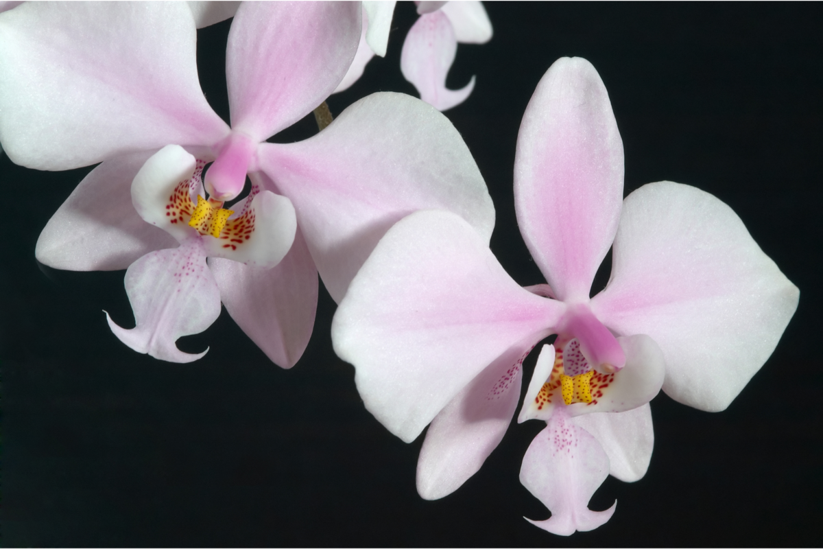 Duas Phalaenopsis schilleriana 