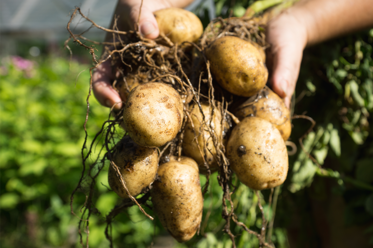 Mãos do agricultor com planta de batata fresca.