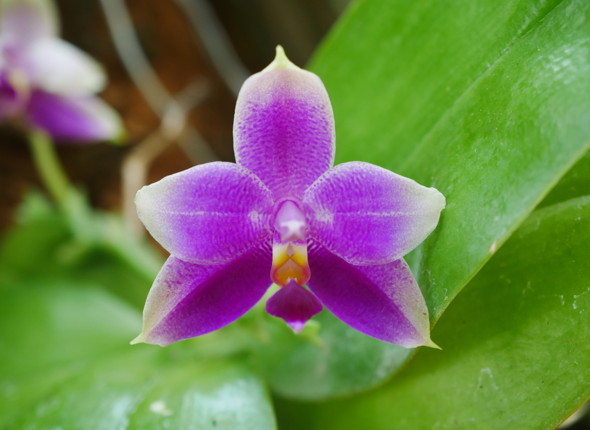 Phalaenopsis violacea roxa