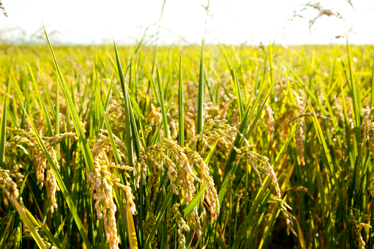 Campos de arroz de cereais com pontas maduras.