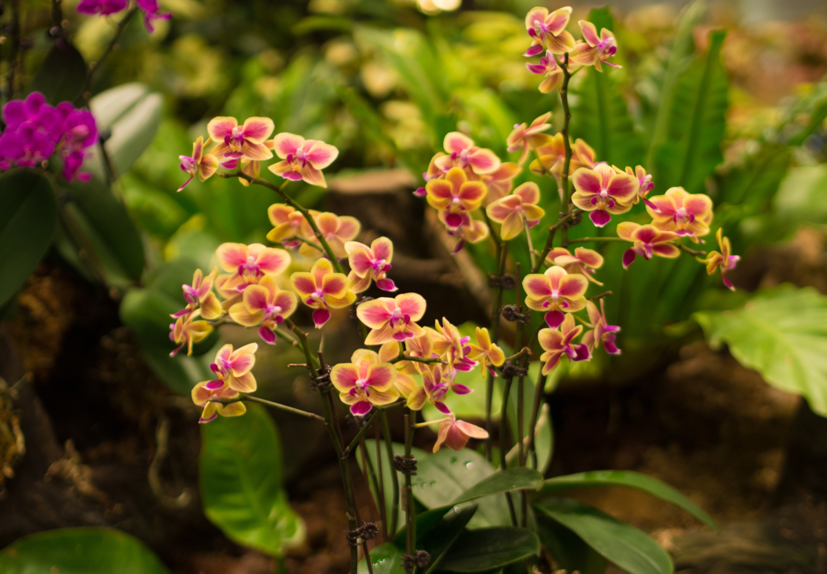 Phalaenopsis mini bicolor