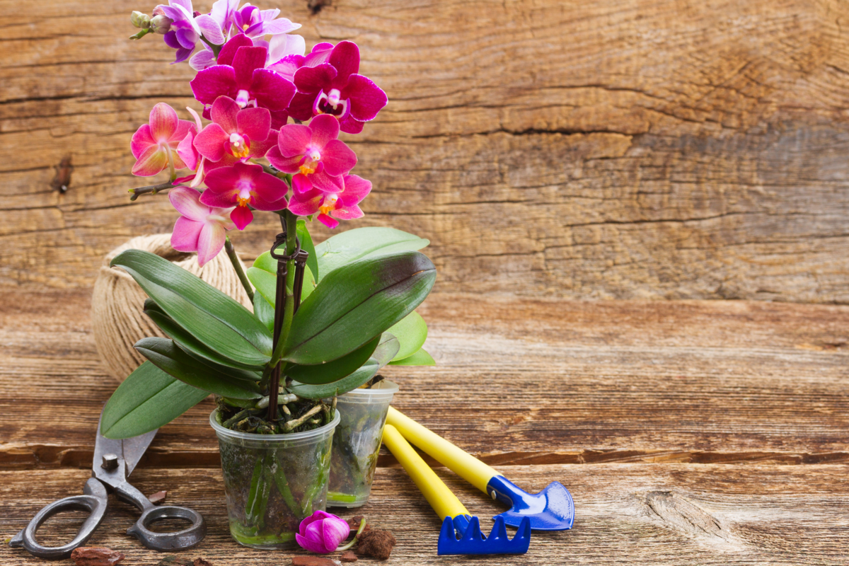 Vasos com orquídeas e ferramentas de jardinagem 