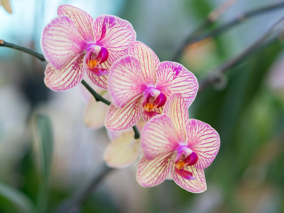 Três orquídeas borboletas amarelas com listras rosa