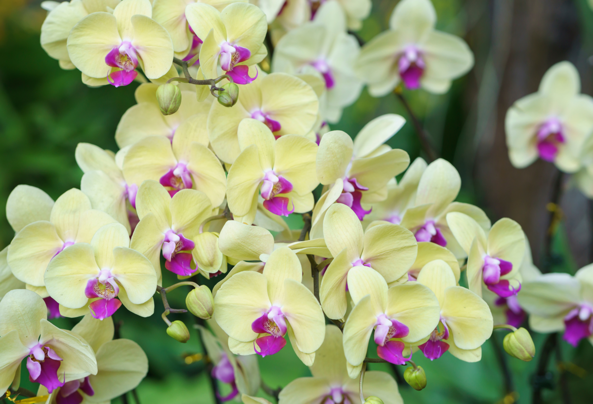 Orquídeas phalaenopsis: como cuidar, dicas de cultivo e muito mais!
