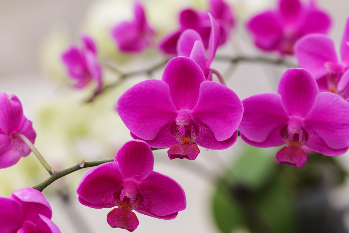 Flores de orquídea borboleta rosa