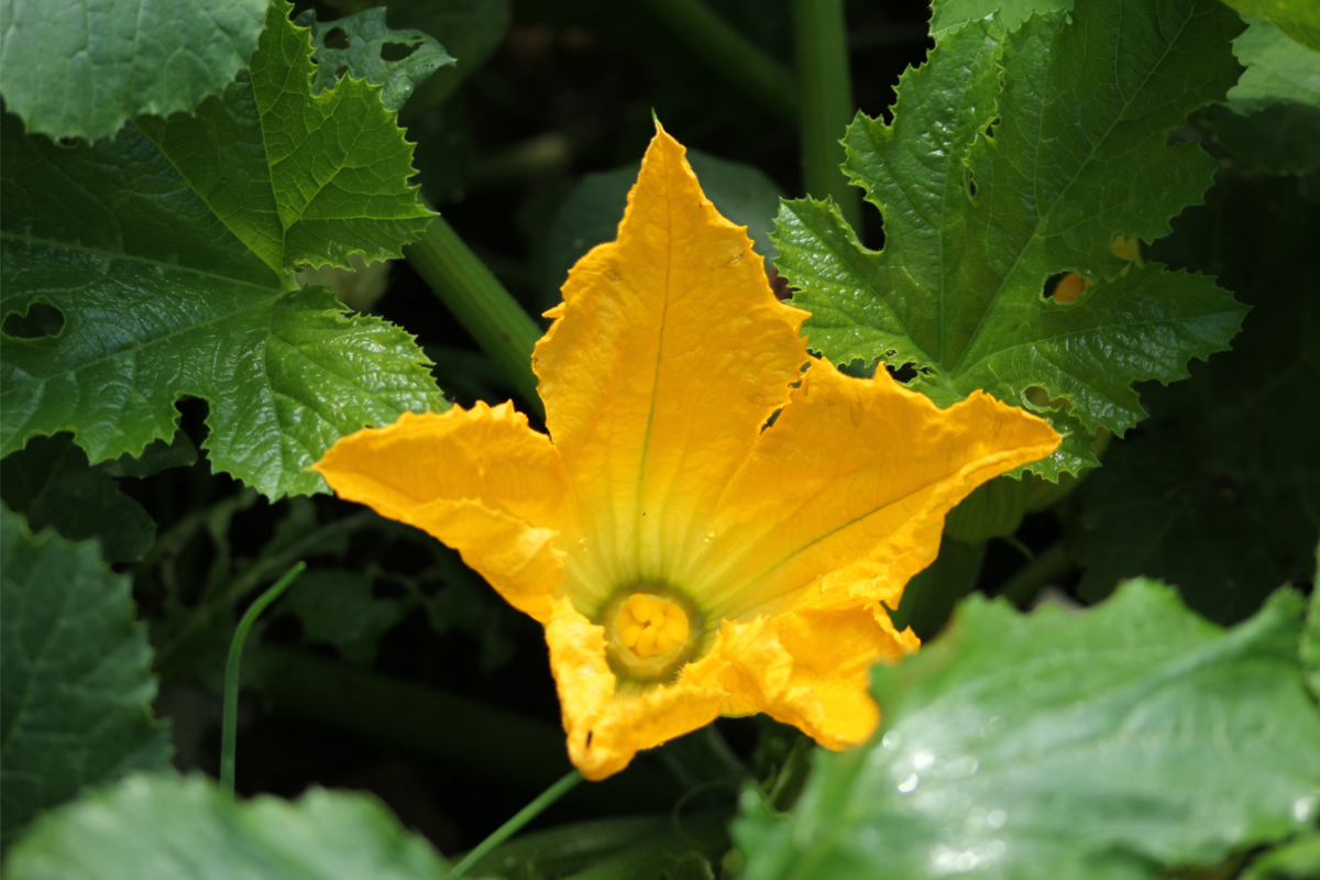 Flor amarela de Abobrinha em uma horta orgânica.